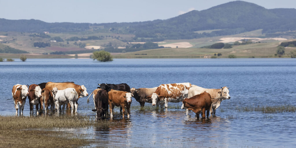 Pascolo umido per bovini nel lago Cecita. Parco Nazionale della Sila, Calabria, Italia